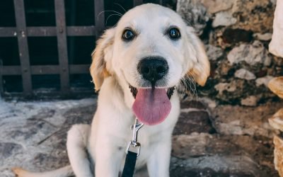 Pesquisa mostra que adoção de pets é tendência no Brasil