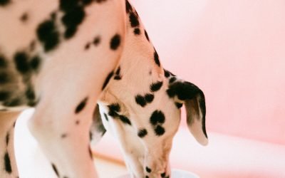 Cuidados com o seu pet no calor