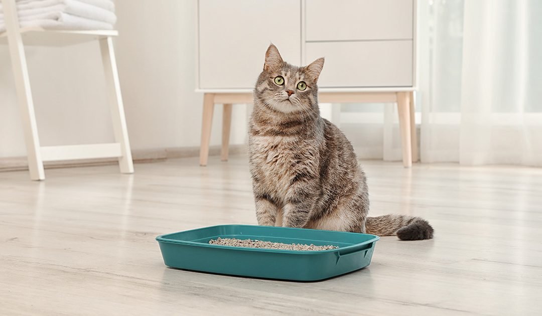 5 razões pelas quais os gatos evitam usar a caixa de areia