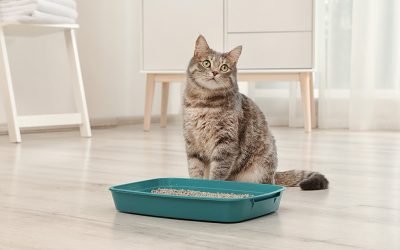 5 razões pelas quais os gatos evitam usar a caixa de areia