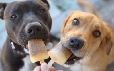 3 receitas de picolé caseiro para cachorro
