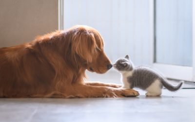 Cães e gatos podem ser amigos