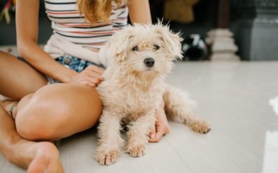 5 dicas para fazer os cachorros obedecerem com comandos simples
