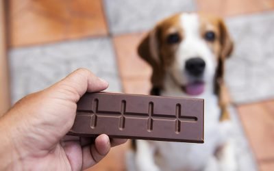 Cães podem comer chocolate? Fique alerta com a Páscoa chegando