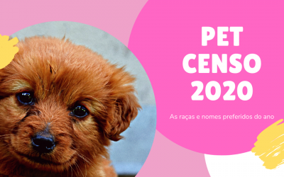 Mel, Nina e Thor são os nomes mais populares para cães