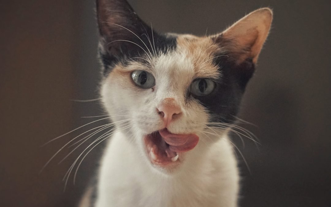 Gato com mau hálito: o que pode ser?