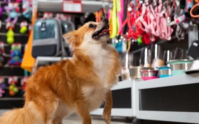 Brasil está entre os três maiores mercados mundiais de produtos pet