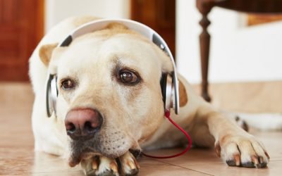 Podcasts sobre o universo pet