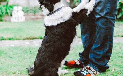 Donos de cachorros fazem mais exercícios