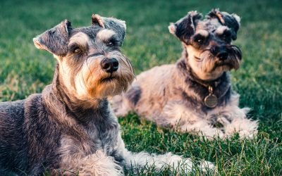 Seu cachorro é um líder nato. Aprenda com ele.