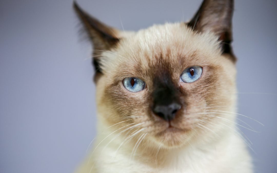 Cientista explica por que os gatos ‘amassam pãozinho’