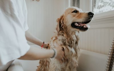 8 tendências para o mercado de petcare