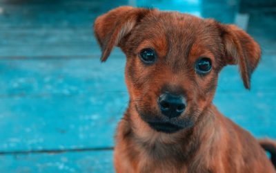 São Paulo tem parque indoor para cachorros