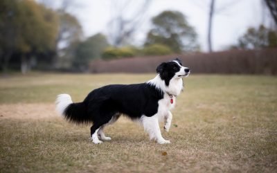 5 curiosidades sobre o rabo dos cachorros