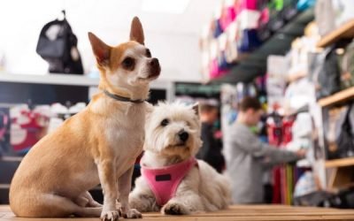 Setor pet deve crescer 22% em 2021