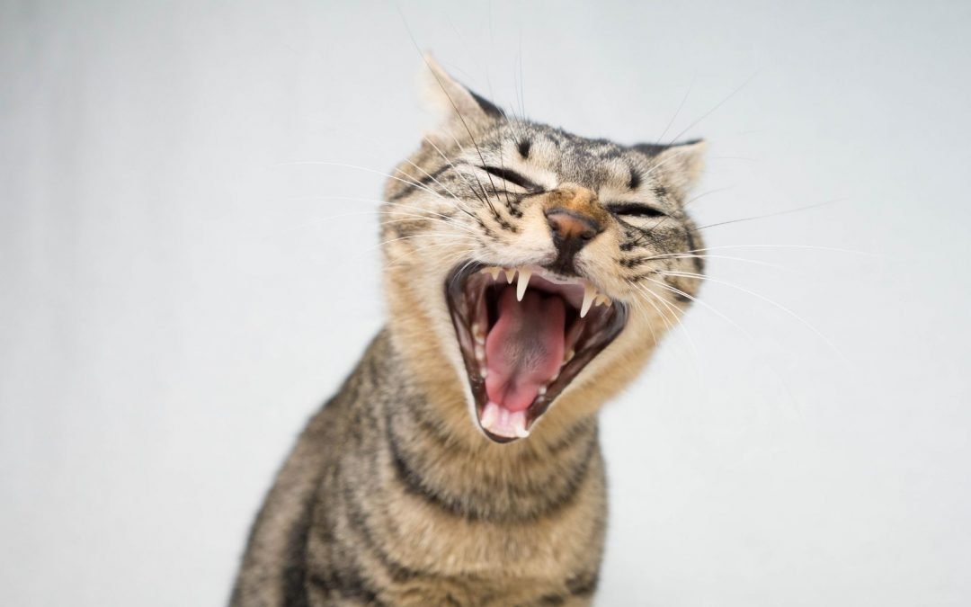 Motivos que podem estressar seu gato