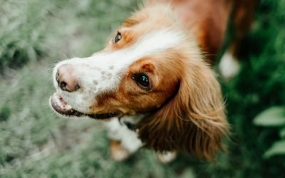Por que os cães inclinam a cabeça? Novo estudo oferece pistas