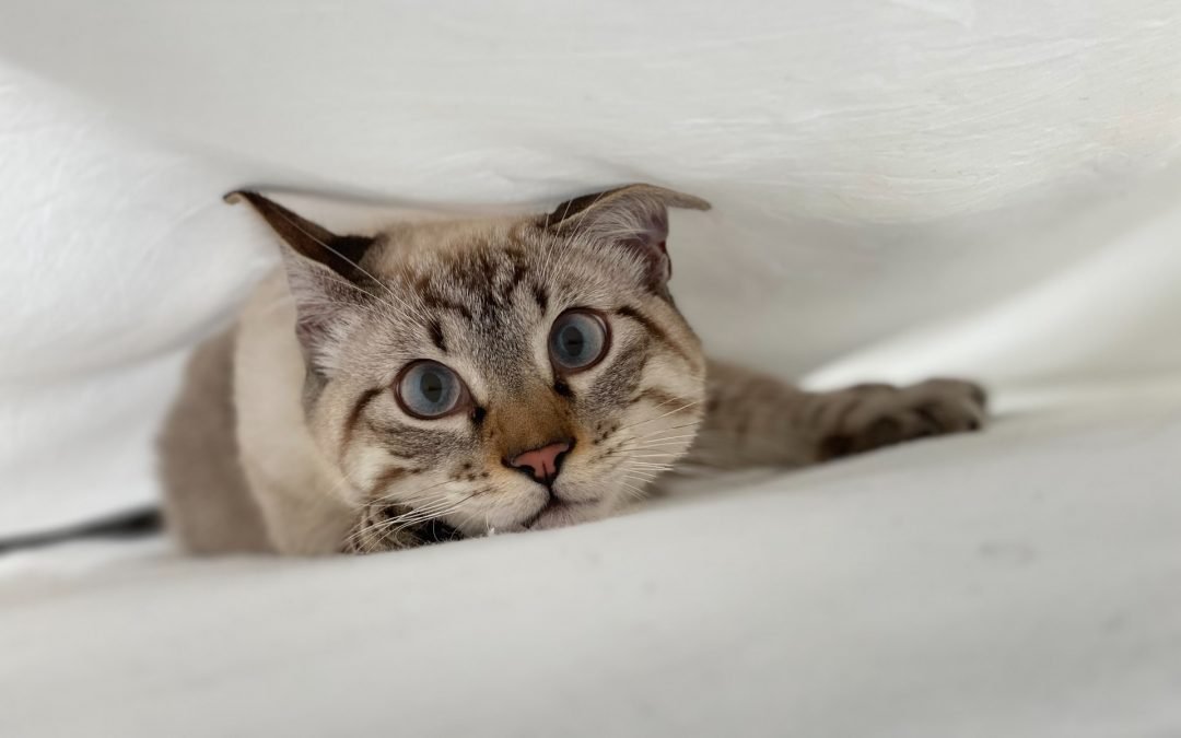 10 fatos fascinantes sobre os gatos