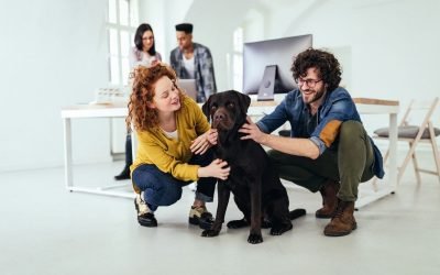 Cachorros voltam a ganhar espaço nos escritórios