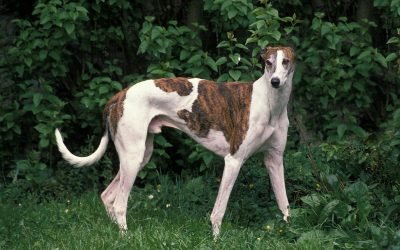 10 curiosidade sobre os cachorros