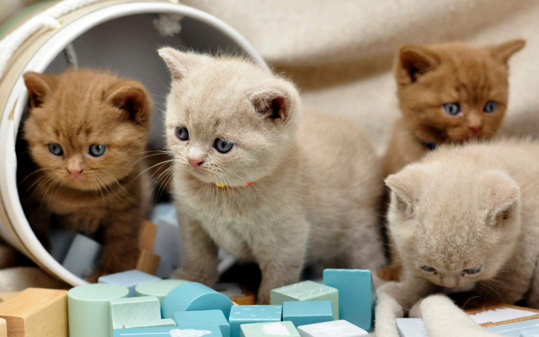 Como reconhecer sinais de amizade entre os gatos