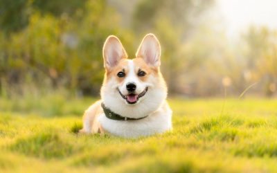Curiosidades sobre os corgis da Rainha