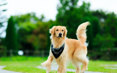 Raça não diz muito sobre comportamento do cão