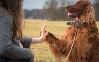 Os maiores mitos de treinamento de cães derrubados pela ciência