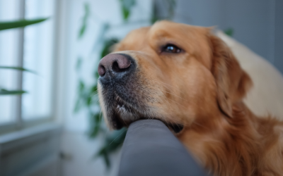 Cães podem estar ‘vendo’ através de cheiros, diz estudo