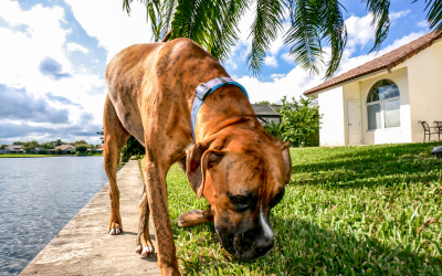 4 fatos interessantes sobre o nariz dos cachorros