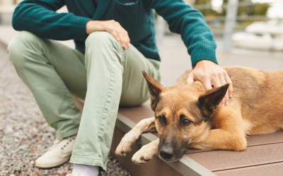 Os cães sabem exatamente quando precisamos deles