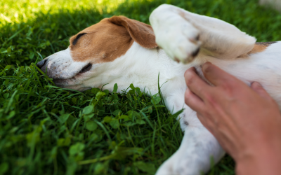 3 comportamentos curiosos dos cachorros e suas explicações científicas